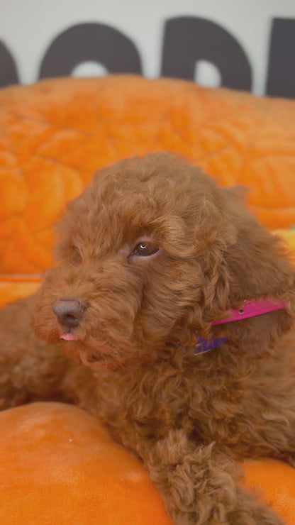 Dark Red Male Toy Poodle (Deposit Only, Please Read The Description Below‼️)