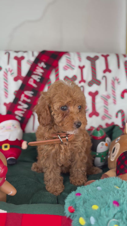 Red Female Toy Poodle (Deposit Only‼️ Please Read The Description Below‼️)