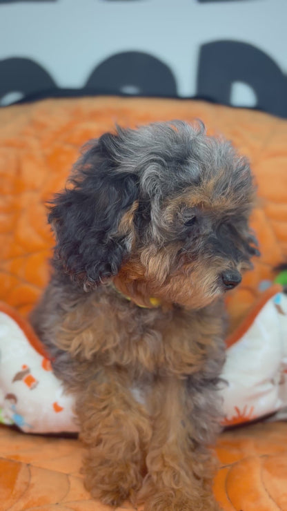Merle Phantom Female Toy Poodle 🐩 (Deposit Only‼️Please Read The Description Below‼️)