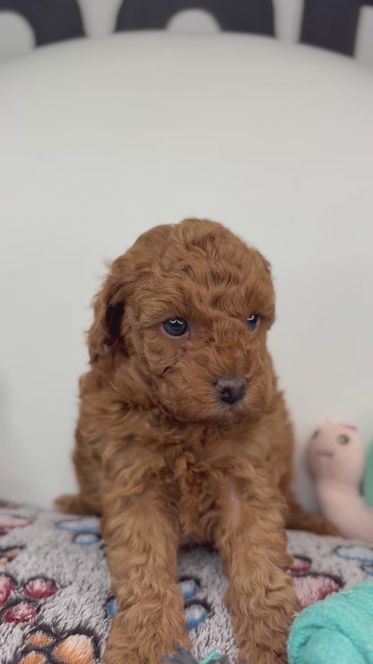 Roman The Dark Red Miniature Poodle PROMOTION Pup (Deposit Only ‼️Please Read The DESCRIPTION Below‼️)