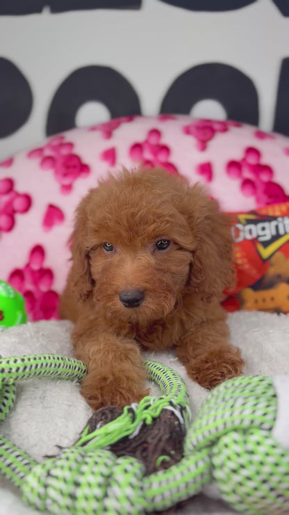 Red Male Toy Poodle ( Deposit Only, Please Read The DESCRIPTION Below‼️)