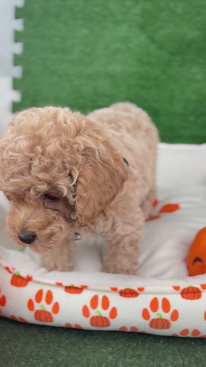 Apricot Male Toy Poodle (Deposit Only‼️Please Read The Description Below‼️)