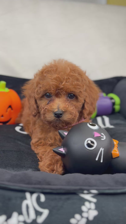 Red Female Teacup Poodle (Deposit Only‼️ Please Read The Description Below‼️)
