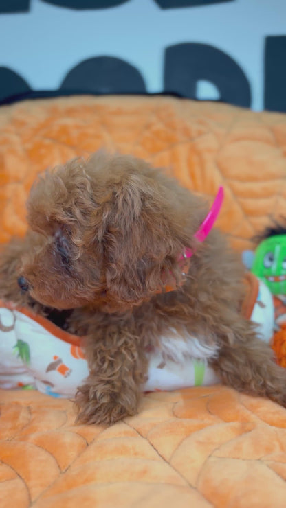 Apricot Female Toy Poodle (Deposit Only‼️ Please Read The DESCRIPTION Below‼️)