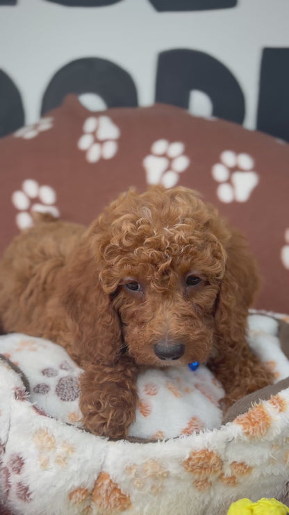 Cherry Red Female Miniature Poodle (Deposit Only ‼️ Please Read DESCRIPTION Below‼️)