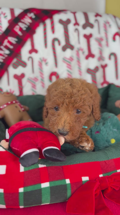 Red Female Toy Poodle (Deposit Only‼️Please Read The Description Below‼️)