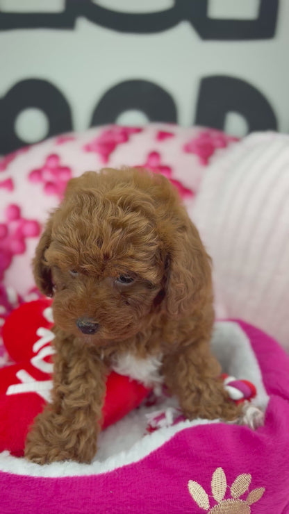 Dark Red Male Teacup Poodle (Deposit Only Please Read The DESCRIPTION Below‼️