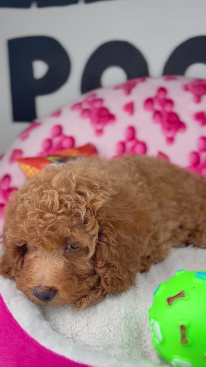 Apricot Male Miniature Poodle (Deposit Only ‼️ Please Read The DESCRIPTION Below‼️)