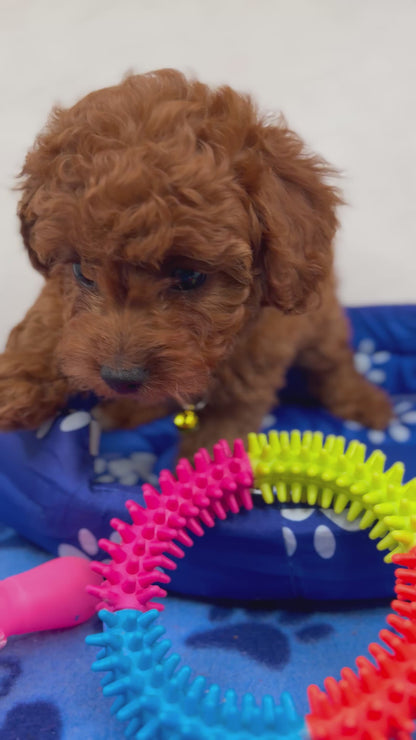 Dark Red Female Toy Poodle (Deposit Only ‼️ Please Read DESCRIPTION Below‼️)