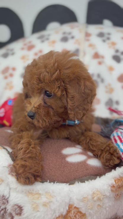 Dark Red Female Toy Poodle ‼️(Deposit Only ‼️ Please Read The Description Below ‼️)