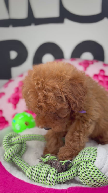 Red Male Toy Poodle 🐩 (Deposit Only‼️Please Read The Description Below‼️)