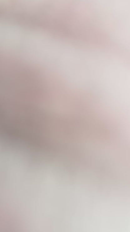 Dark Red Male Teacup Poodle (Deposit Only‼️Please Read The Description Below‼️)