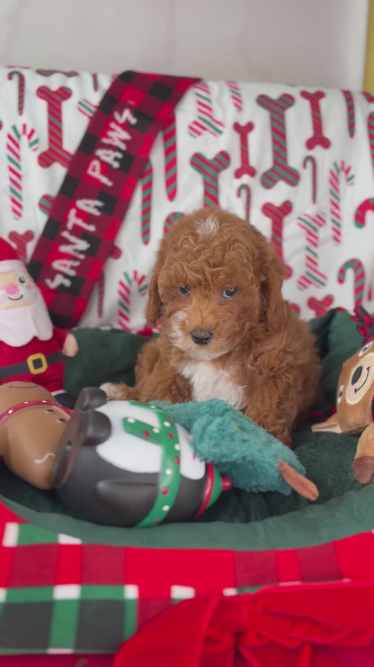 Red Male Toy Poodle (Deposit Only ‼️ Please Read DESCRIPTION Below‼️)