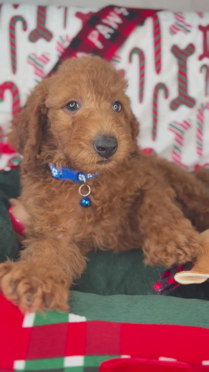 Red Female Miniature Poodle (Deposit Only ‼️ Please Read The DESCRIPTION Below‼️)
