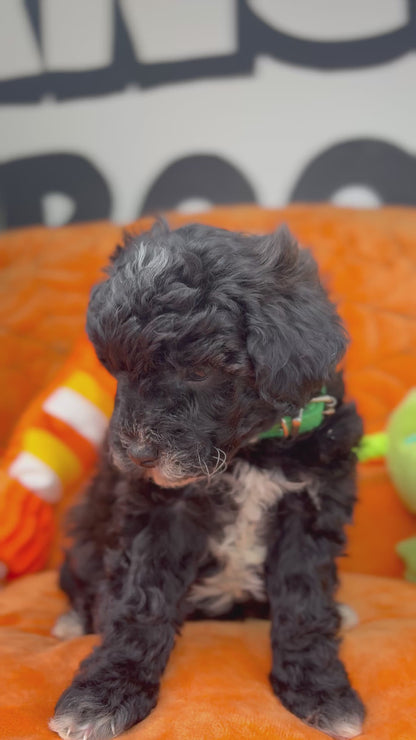Tiny Black and White Female Male Toy Poodle (Deposit Only, Please Read The Description Below‼️)