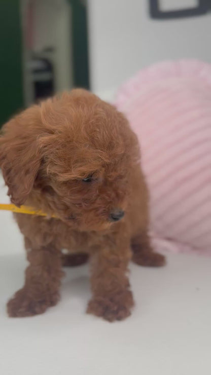 Dark Red Male Teacup Poodle (Deposit Only‼️ Please Red The DESCRIPTION Below‼️)
