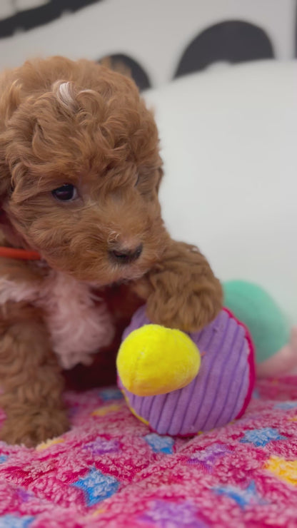 Dark Red And White Female Toy Poodle 🐩 (Deposit Only‼️Please Read The Description Below‼️)