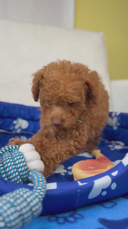 Male Teacup Poodle ‼️(Deposit Only, Please Read The Description Below‼️)