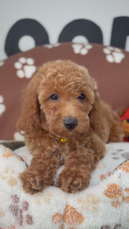 Apricot Female Miniature Poodle (Deposit Only, Please Read The Description Below‼️)