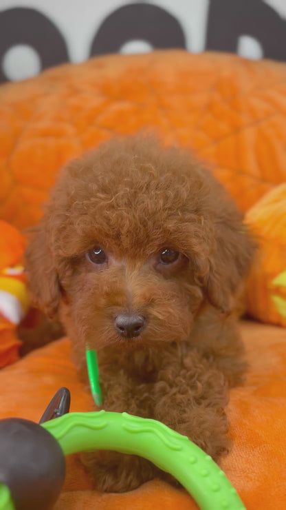 Dark Red Male Toy Poodle  ( Deposit Only‼️Please Read The Description Below‼️)