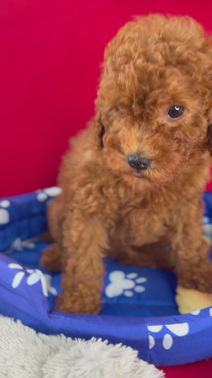 Red Female Toy Poodle (Deposit Only, Please Read The Description Below‼️)