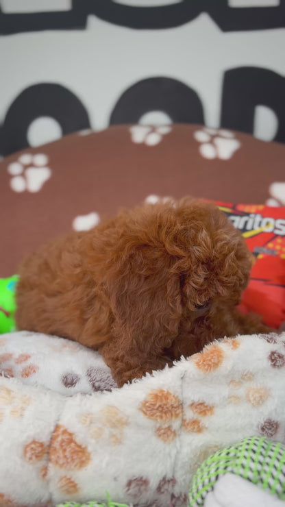 Dark Red Male Miniture Poodle (Deposit Only, Please Read The Description Below‼️)
