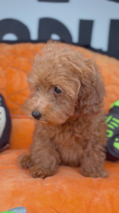 Red Male Toy Poodle (Deposit Only‼️Please Read The Description Below‼️)