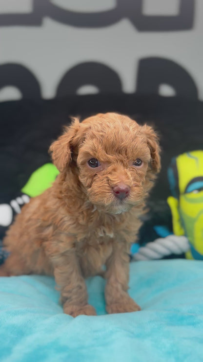 Angel The Female Teacup Poodle (Deposit Only‼️ Please Red The DESCRIPTION Below‼️)