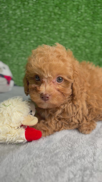 Major The Micro Poodle (Deposit Only ‼️Please Read The Description Below‼️)