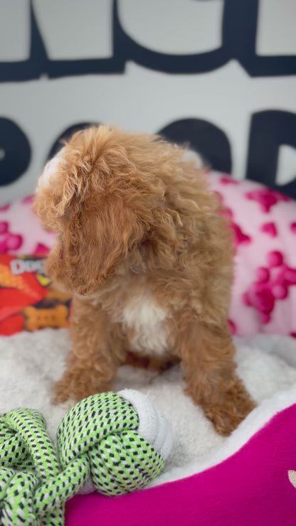 Apricot And White Female Miniture Poodle (Deposit Only, Please Read The Description Below‼️)