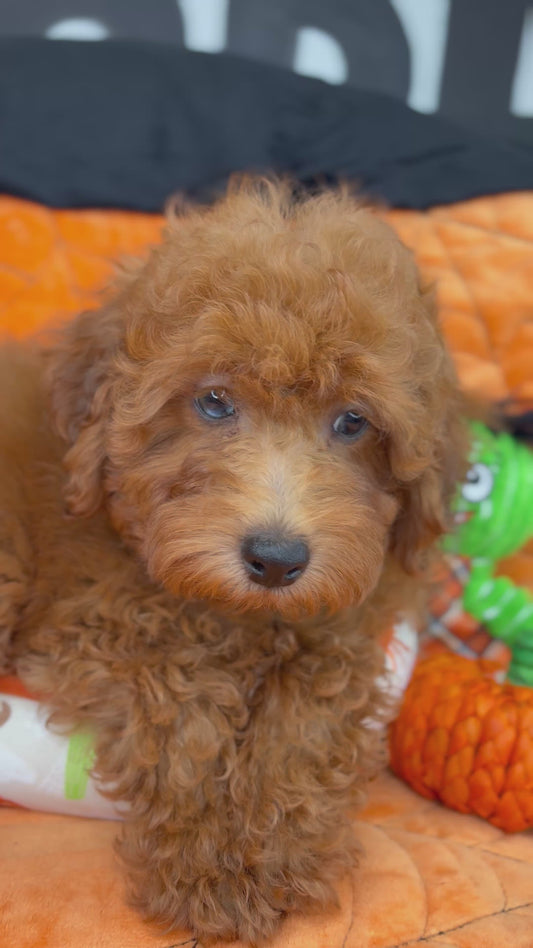 Apricot Male Miniature Poodle (Deposit Only ‼️ Please Read The DESCRIPTION Below‼️)