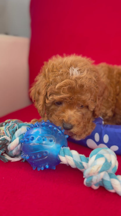 Red Female Toy Poodle 🐩 (Deposit Only‼️Please Read The Description Below‼️)