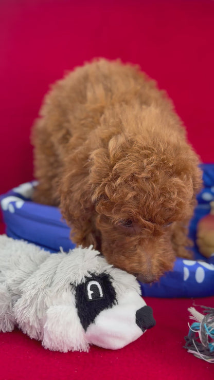 Red Female Toy Poodle ( Deposit Only, Please Read The DESCRIPTION Below‼️)
