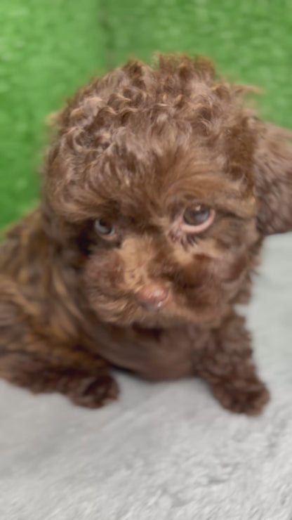 King The Chocolate Micro Poodle 🐩 (Deposit Only‼️ Please Read The Description Below‼️)