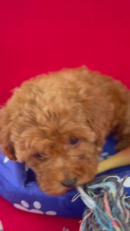 Red Female Teacup Poodle Deposit Only‼️ (Please DESCRIPTION Read Below‼️)