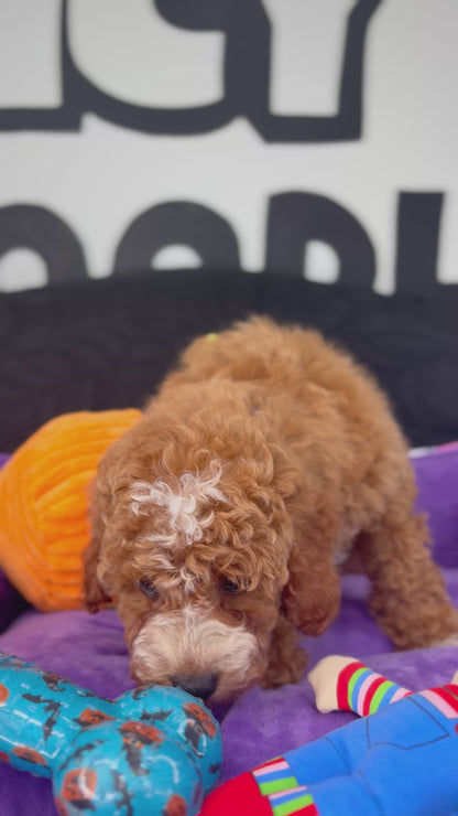 Red Male Miniture Poodle (Deposit Only, Please Read The Description Below‼️)