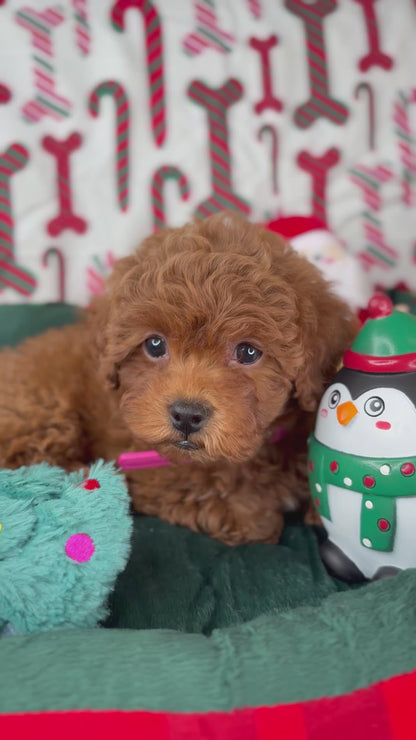 Red Female Teacup Poodle 🍫(Deposit Only‼️Please Read The Description Below‼️)