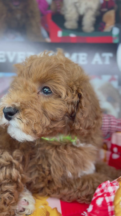 Red And White Male Toy Poodle (Deposit Only‼️Please Read The Description Below‼️)