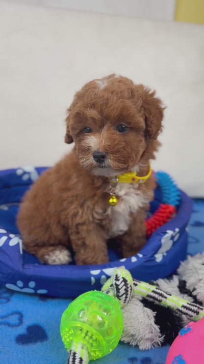 Red And White Female Toy Poodle ‼️ (Deposit Only Please Read The DESCRIPTION Below‼️