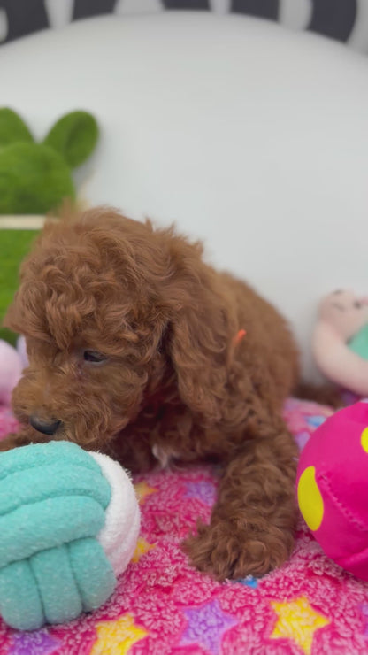 Red Male Miniature Poodle 🐩 (Deposit Only‼️Please Read The Description Below‼️)