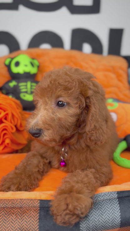 Red Female Miniature Poodle (Deposit Only ‼️ Please Read The DESCRIPTION Below‼️)