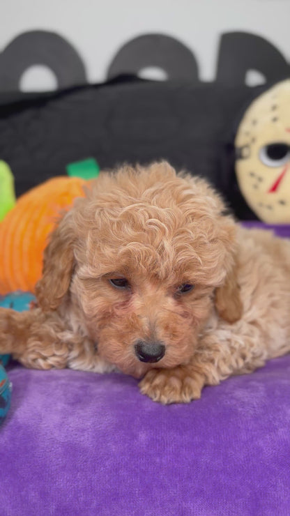 Apricot And White Female Toy Poodle (Deposit Only ‼️ Please Read The Description Below ‼️)