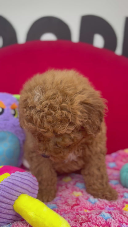 Dark Red Female Miniture Poodle (Deposit Only, Please Read The Description Below‼️)