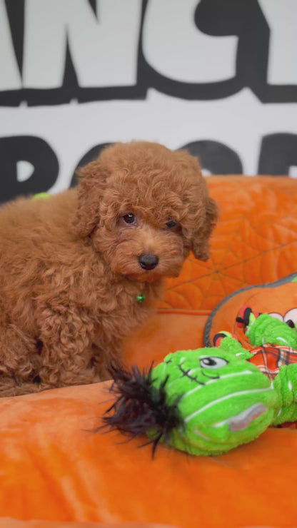 Apricot Male Toy Poodle (Deposit Only‼️Please Read The Description Below‼️)