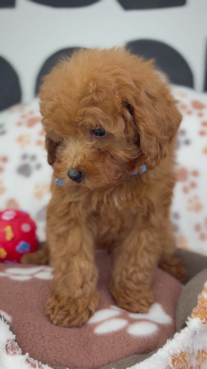 Apricot Male Toy Poodle ( Deposit Only, Please Read The DESCRIPTION Below‼️)