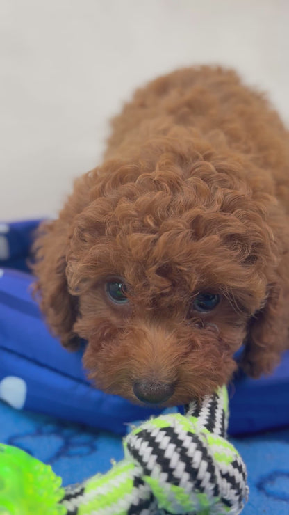 Super Red Female Teacup Poodle (Deposit Only‼️Please Read The Description Below‼️)