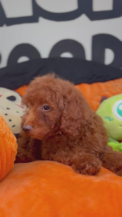 Red Male Toy Poodle ‼️ (Deposit Only Please Read The DESCRIPTION Below‼️