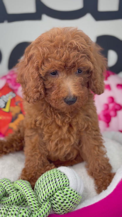 Dark Red Female Miniture Poodle (Deposit Only, Please Read The Description Below‼️)