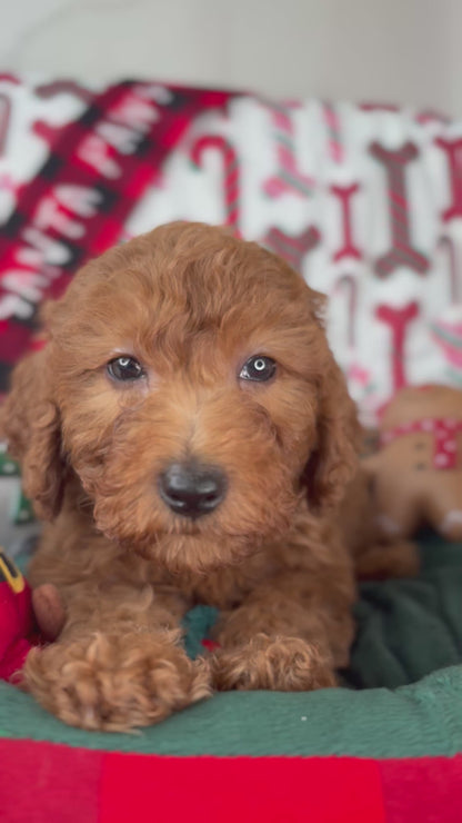 Red Male Miniture Poodle  (Deposit Only, Please Read The Description Below‼️)