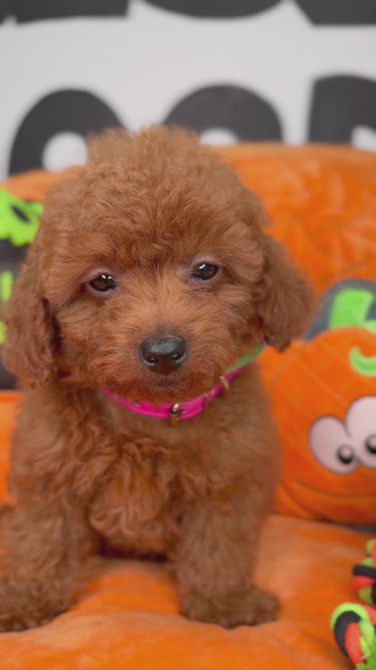 Red Male Teacup Poodle (Deposit Only‼️Please Read The Description Below‼️)